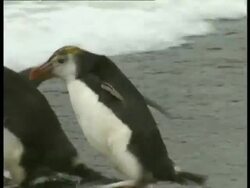 MS Royal Penguin, Eudyptes schlegeli, waddling into sea, swims away, Antarctica Stock Footage