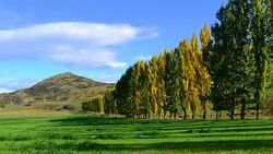 Time lapse, autumn tree in the park and blue sky, arrow town, new zealand, Stock Footage