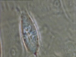 T/L mitosis of Potoroo (Potorous) cells Stock Footage