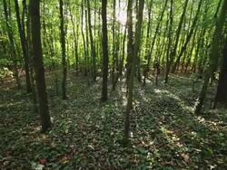 STEADYCAM: Forest Stock Footage