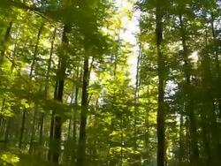 HD Forest in the Sunlight Tracking Shot Stock Footage