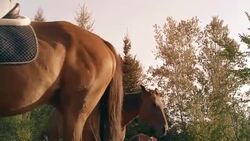 Young Women Horse Sunlight Farm Paddock Slow Motion Stock Footage