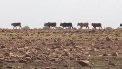 CLEAN : Volunteers send water as S African temperatures soar News Clip