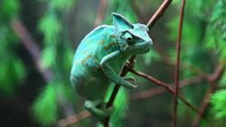 Wild green chameleon Stock Footage
