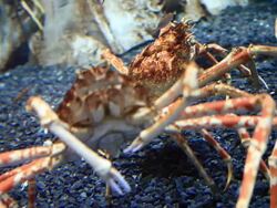 Crab under water Stock Footage