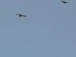 MS Shot of Steppe Buzzards (Buteo Buteo vulpinus) thermalling on migration / Eilat, Negev Desert, Israel  Stock Footage