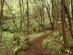 HD CRANE: Riding A Dirt Bike Along Forest Trail Stock Footage
