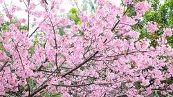 Pink Cherry Blossoms in Spring Season Stock Footage