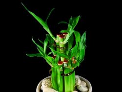 Bamboo Stock Footage