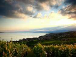 beautiful vineyard sunset near Lac Leman Stock Footage