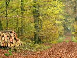 MS Shot of cutted trees at autumnal woodland / Orscholz, Saarland, Germany Stock Footage