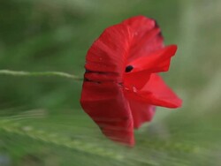 Poppy_vertical Stock Footage
