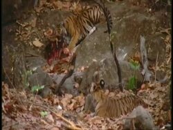 MS Royal Bengal Tiger, Panthera tigris tigris, cubs play fighting with kill, Bandhavgarh National Park, India Stock Footage