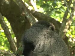 Samango monkey Stock Footage