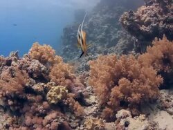 Coral And Bat Fish Stock Footage