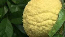 CLEAN : US orange production hit by disease juice prices soar News Clip