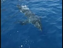 MS Great White Shark swimming just below surface, from topside, Guadalupe Island, Pacific Ocean Stock Footage