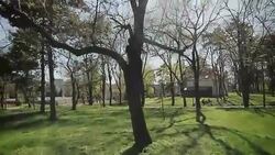 climbing a tree,camera stabilization shoot Stock Footage