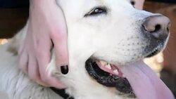 Petting the dog Stock Footage