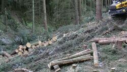 Freshly cut timber in Grizedale forest, Lake District, UK, being hauled to the roadside by an ATV. Stock Footage