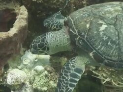 Hawksbill turtle (Eretmochelys imbricata) various and feeding on reef, Roatan Island, Honduras  Stock Footage