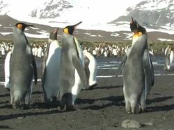 MS, King penguins (Aptenodytes patagonicus) quarrelling, South Georgia Island, Falkland Islands, British overseas territory Stock Footage