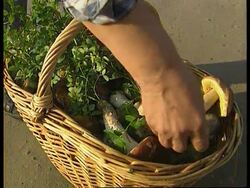 Russia - Mushroom Poisining News Clip