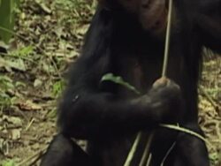 CU, Chimpanzee (Pan troglodytes) eating twigs from tree, mid section, Gombe Stream National Park, Tanzania Stock Footage