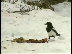 MS Common Magpie, Pica pica, with goat remains, Arctic Stock Footage