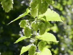 CU Shot of Hop cones in hop garden (Humulus lupulus) / Mainburg, Hallertau, Bavaria, Germany Stock Footage