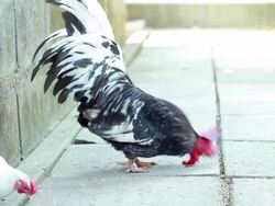 Bantam Stock Footage