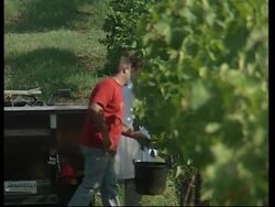 VOICER Summer heat sparks bumper harvest News Clip