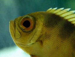 Floating perch closeup Stock Footage