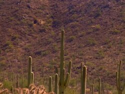 MS, Saguaro cactus and cholla cactus on desert, Tucson,  Arizona, USA Stock Footage