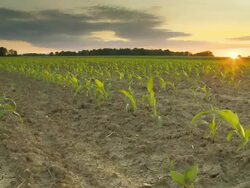 HD DOLLY: Young Corn Plants At Sunset Stock Footage