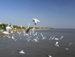 Seagulls Migration Stock Footage