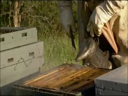 Beekeeper puffs smoke at hive, Andalucia, Spain Stock Footage