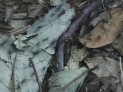 CU, Nicaragua, Managua, Poisonous ants scurrying on jungle floor Stock Footage