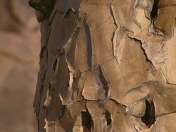 ECU TU Shot of Baobab tree bark on trunk / Limpopo, South Africa Stock Footage