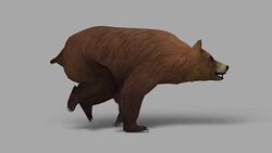 Running Bear with Alpha Channel (Loopable) Stock Footage