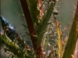 Bee trapped on sticky plant, Roridula, UK Stock Footage