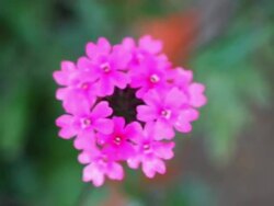 Papilio butterfly Feeding on flowers HD Stock Footage