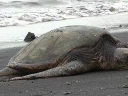 Sea turtle in the beach HD Stock Footage
