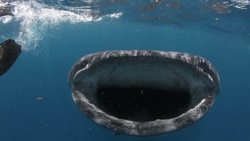 Funciones Esenciales de los Animales Instructional Video