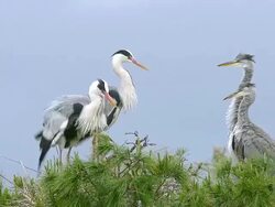 MS Grey heron, ardea cinerea pair and immatures standing on nest / Saintes Marie de la Mer, Camargue, France Stock Footage