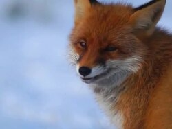 Fox Stock Footage