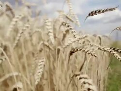 Wheat. Stock Footage