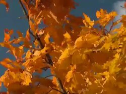 HD: Autumn colors Stock Footage