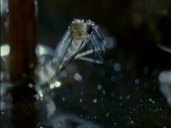 CU Pan right, Mosquitoes (Aedes aegypti) emerging from pupa, UK.  Aedes aegypti spreads yellow fever, dengue fever, Chikungunya and other diseases. Stock Footage