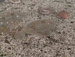 Sole fishes in the aquarium Stock Footage